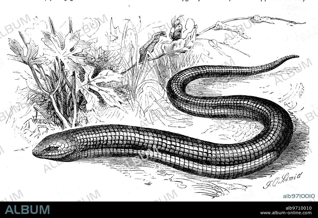 Scheltopusik or armored creeper, Pseudopus apodus, Syn. Ophisaurus apodus, species of lizard within the creeper family, Historical, digitally restored reproduction from an original from the 19th century.