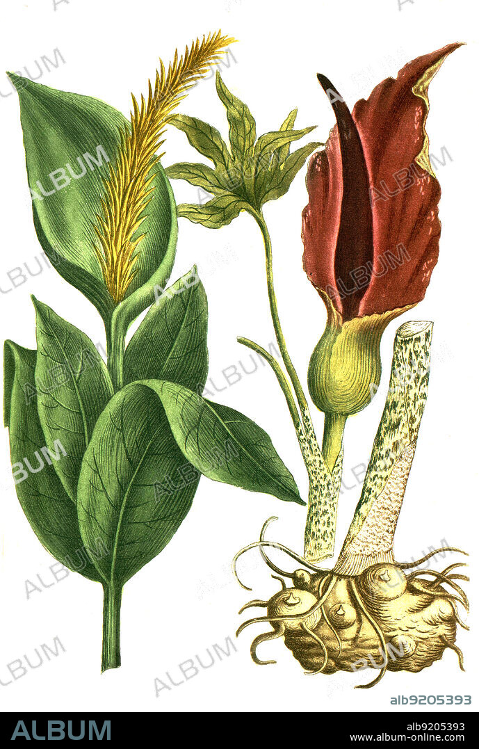 Dracunculus serpentaria, Gemeine Drachenwurz, polyphyllus Drachenwurz oder Schlangenwurz / Dracunculus serpentaria, Common dragonwort, polyphyllus Dragonwort or snakeroot, Digital retuschierte Illustration aus Phytanthoza iconographica von Johann Wilhelm Weinmann, Maler Bartholomäus Seutter und Kupferstecher Johann Jakob Haid und Johann Elias Ridinger, 1740 / Digitally retouched illustration from Phytanthoza iconographica by Johann Wilhelm Weinmann, painter Bartholomäus Seutter and engravers Johann Jakob Haid and Johann Elias Ridinger, 1740.