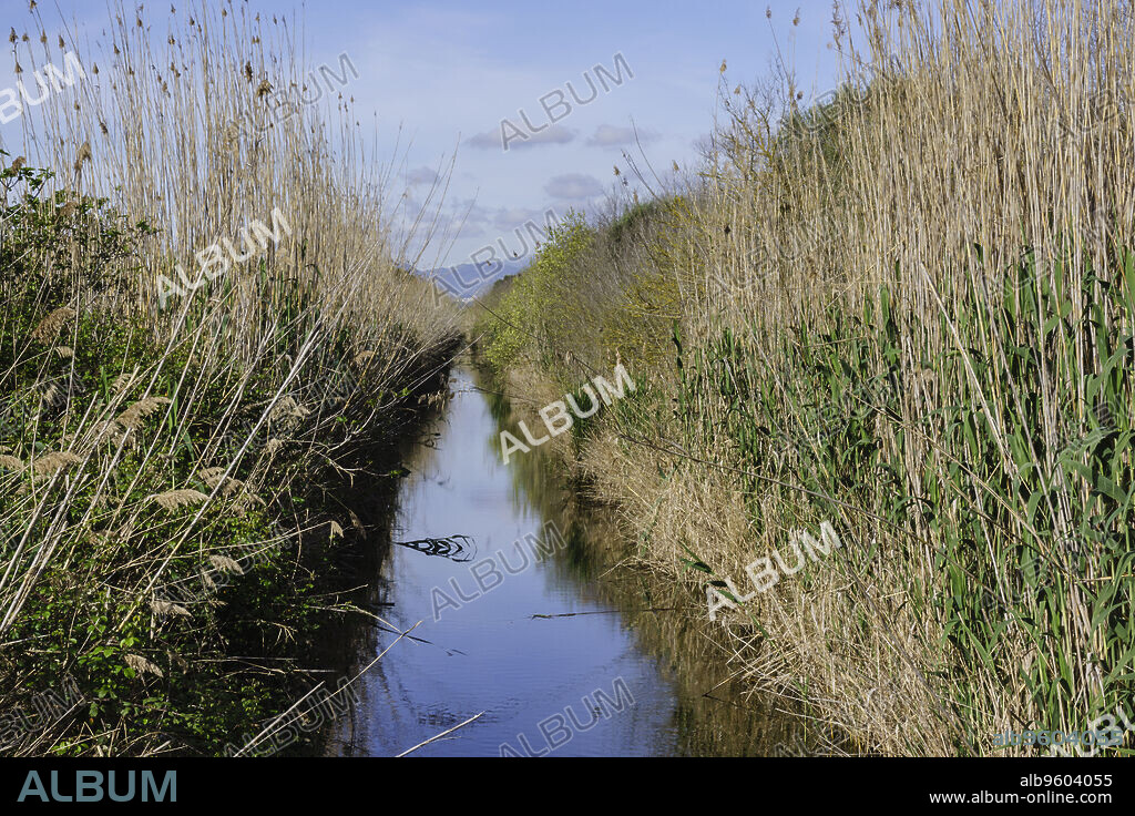 canal Des Sol, Anea, (Typha latifolia L.), albufera de mallorca, Mallorca,Islas Baleares,Spain.