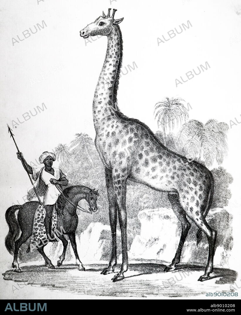 Giraffe. Lamarck considered the Giraffe illustrated his transformism theory of evolution. 19th century.