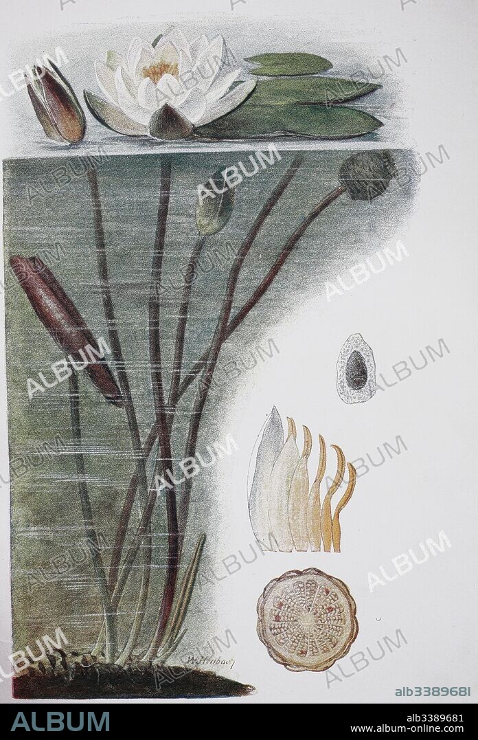 Nymphaea alba, also known as the European white water lily, historical illustration, 1880.