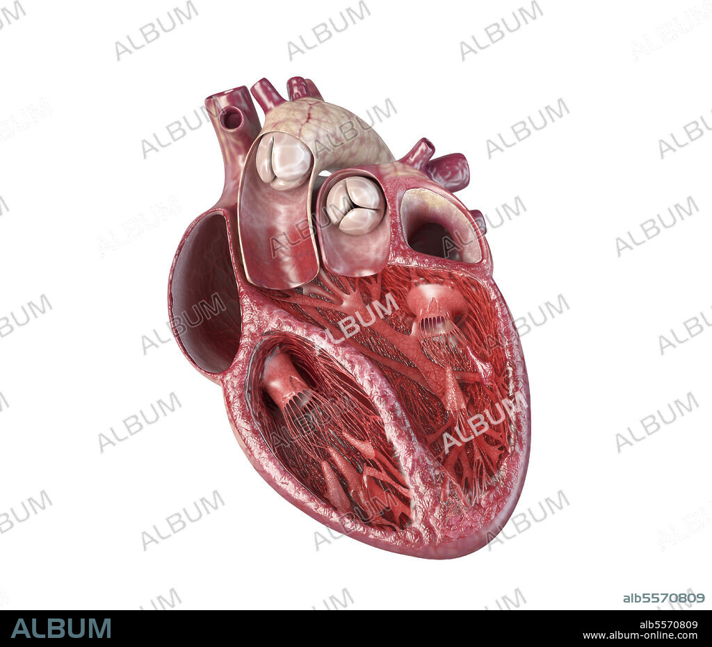 Human heart cross-section with detailed internal structure, on white background.