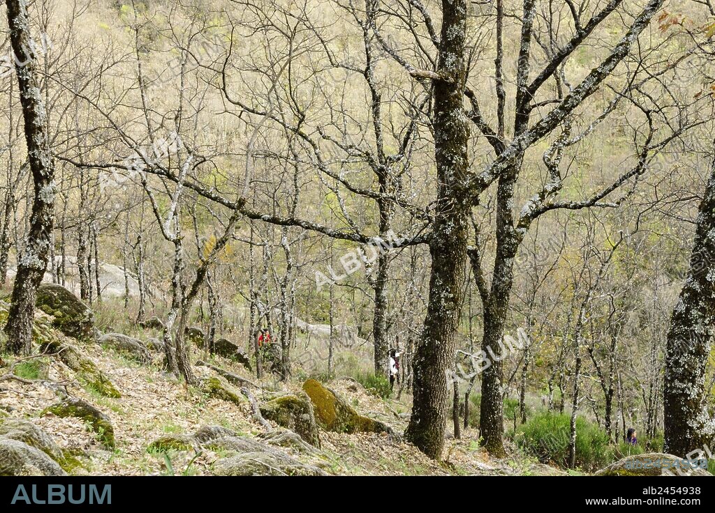 bosque caducifolio, reserva natural Garganta de los Infiernos, sierra de Tormantos, valle del Jerte, Cáceres, Extremadura, Spain, europa.
