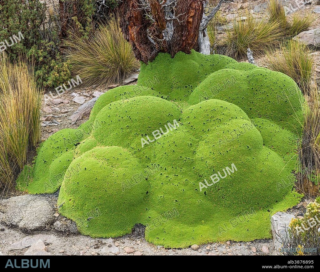 Yareta or Llareta cushion plant (Azorella compacta) and Queñoa De Altura (Polylepis tarapacana) at the back, Tarapacá Region, Chile, South America.