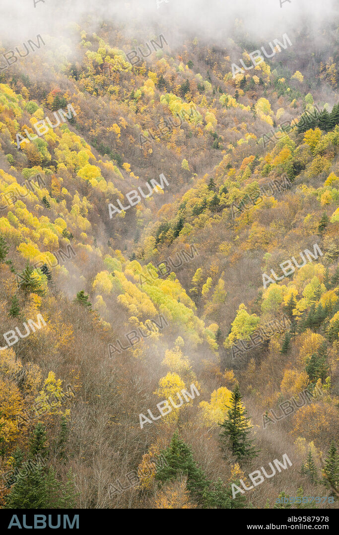 bosque de la Pardina del Señor ( la Pardina Ballarín) , Fanlo, valle del Chate, Provincia de Huesca, Comunidad Autónoma de Aragón, cordillera de los Pirineos, Spain, europe.