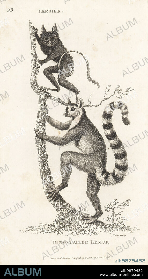 Spectral tarsier, Tarsius spectrum, and endangered ring-tailed lemur, Lemur catta. After illustrations by Jacques de Seve (Buffon) and Charles Reuben Ryley (Museum Leverianum). Copperplate engraving by James Heath from George Shaws General Zoology: Mammalia, G. Kearsley, Fleet Street, London, 1800.