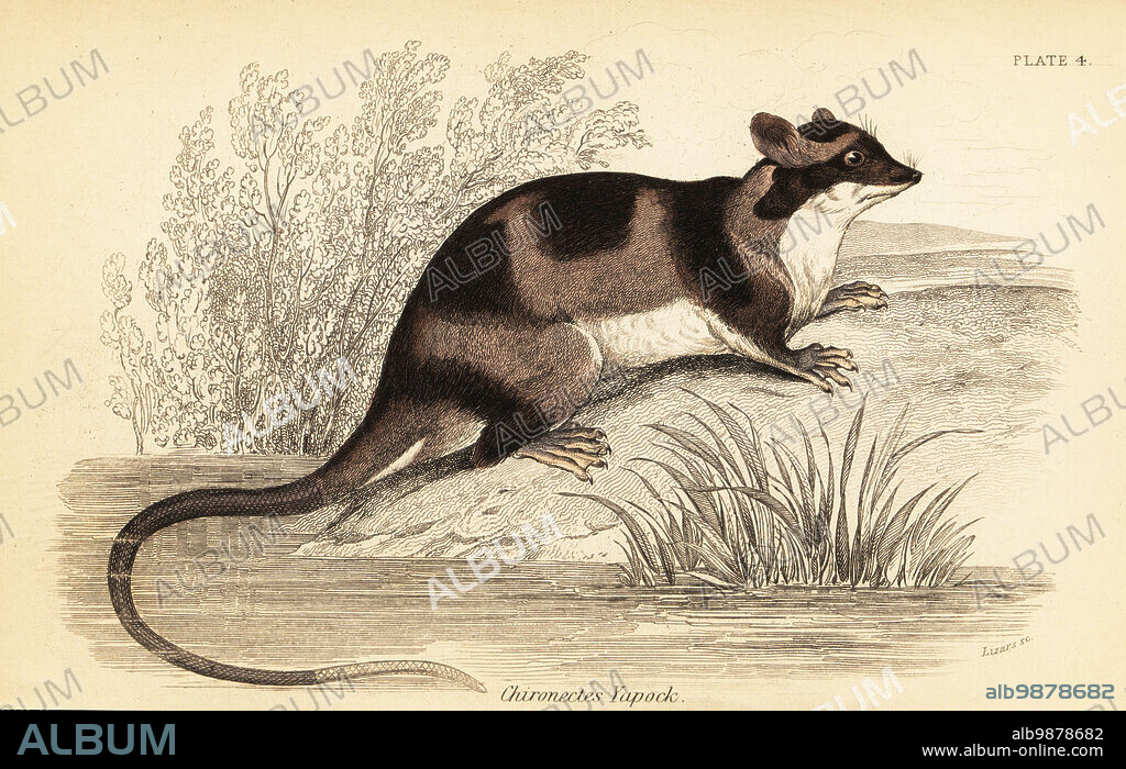 Water opossum or yapok, Chironectes minimus. Yapock opossum, Chironectes yapock. Handcoloured steel engraving by Lizars after an illustration by George Robert Waterhouse from his Marsupialia or Pouched Animals, Volume XI of the Naturalists Library, W. H. Lizars, Edinburgh, 1841. Waterhouse (1810-1888) was curator at the Zoological Society of Londons museum.