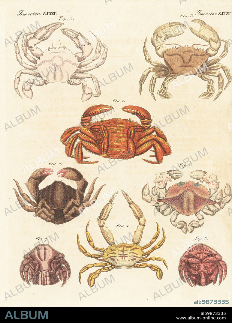 Velvet crab, Necora puber 1,3, harbour crab, Liocarcinus depurator 2, Amphithrax aculeatus 4, moon crab, Matuta victor 5, stone crab, Menippe rumphii 6, and sponge crab, Dromia personata 7,8. Handcoloured copperplate engraving from Carl Bertuch's Bilderbuch fur Kinder (Picture Book for Children), Weimar, 1815. A 12-volume encyclopedia for children illustrated with almost 1,200 engraved plates on natural history, science, costume, mythology, etc., published from 1790-1830.