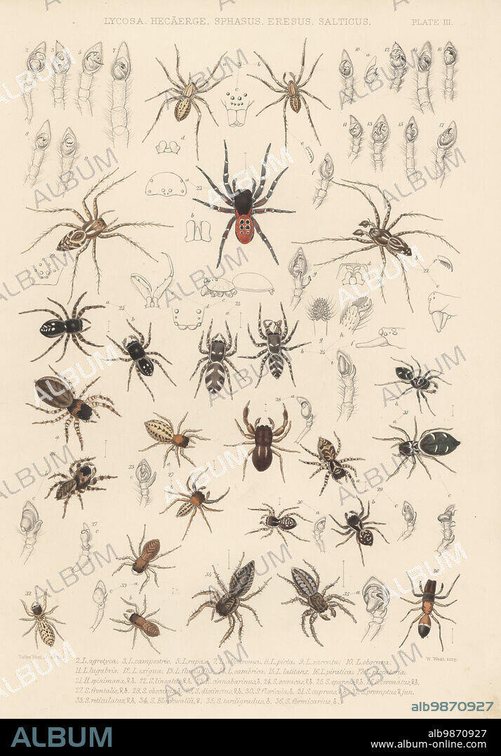 Prowling spider, Zora spinimana 21, lynx spider, Oxyopes lineatus 22, ladybird spider, Eresus sandaliatus 23, zebra jumping spider, Salticus scenicus 24, jumping spider, Sitticus pubescens 25, Evarcha blancardi 26, Euophrys frontalis 27, Ballus chalybeius 28, Pseudeuophrys erratica 29, Sitticus saltator 30, Heliophanus cupreus 31, Marpissa radiata 32,34, Neon reticulatus 33, Marpissa muscosa 35, and Myrmarachne formicaria 36. Handcoloured lithograph by W. West after Tuffen West from John Blackwalls A History of the Spiders of Great Britain and Ireland, Ray Society, London, 1861.