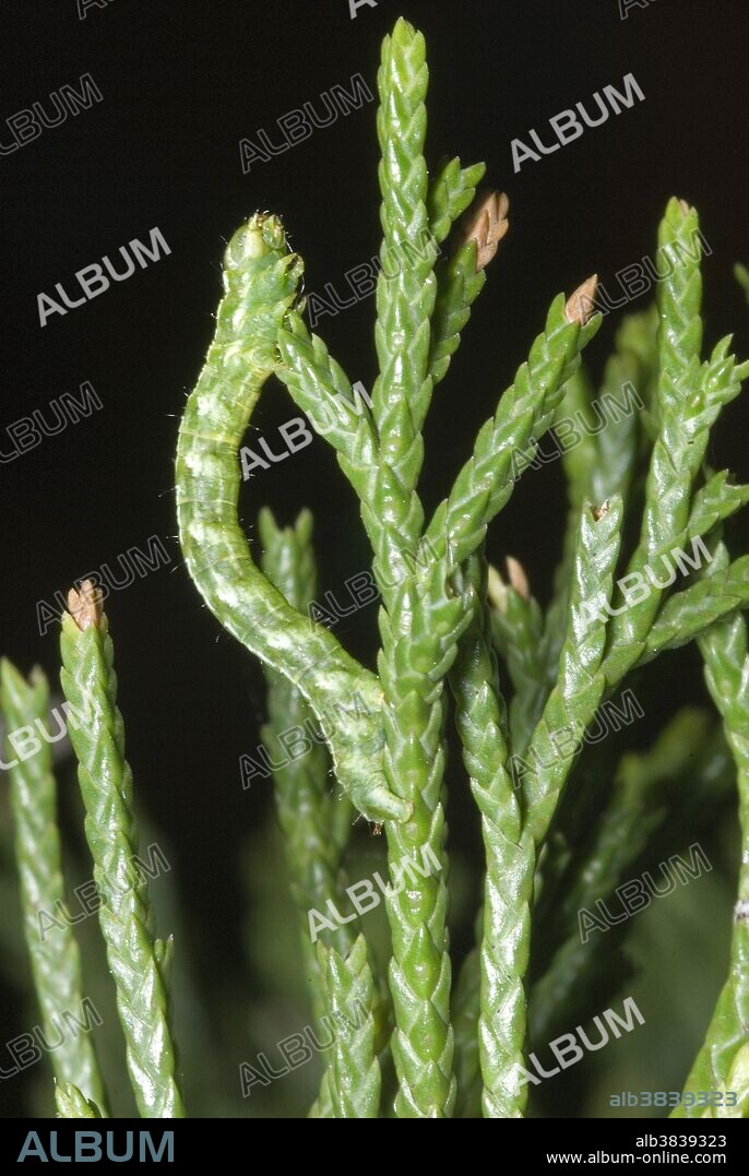 Caterpillar of the curved-line angle, Digrammia continuata, on red cedar, its food plant. An amazing example of camouflage, this looper moth can be found from Manitoba and Maine south to Florida and Texas. Photo Dallas, TX.