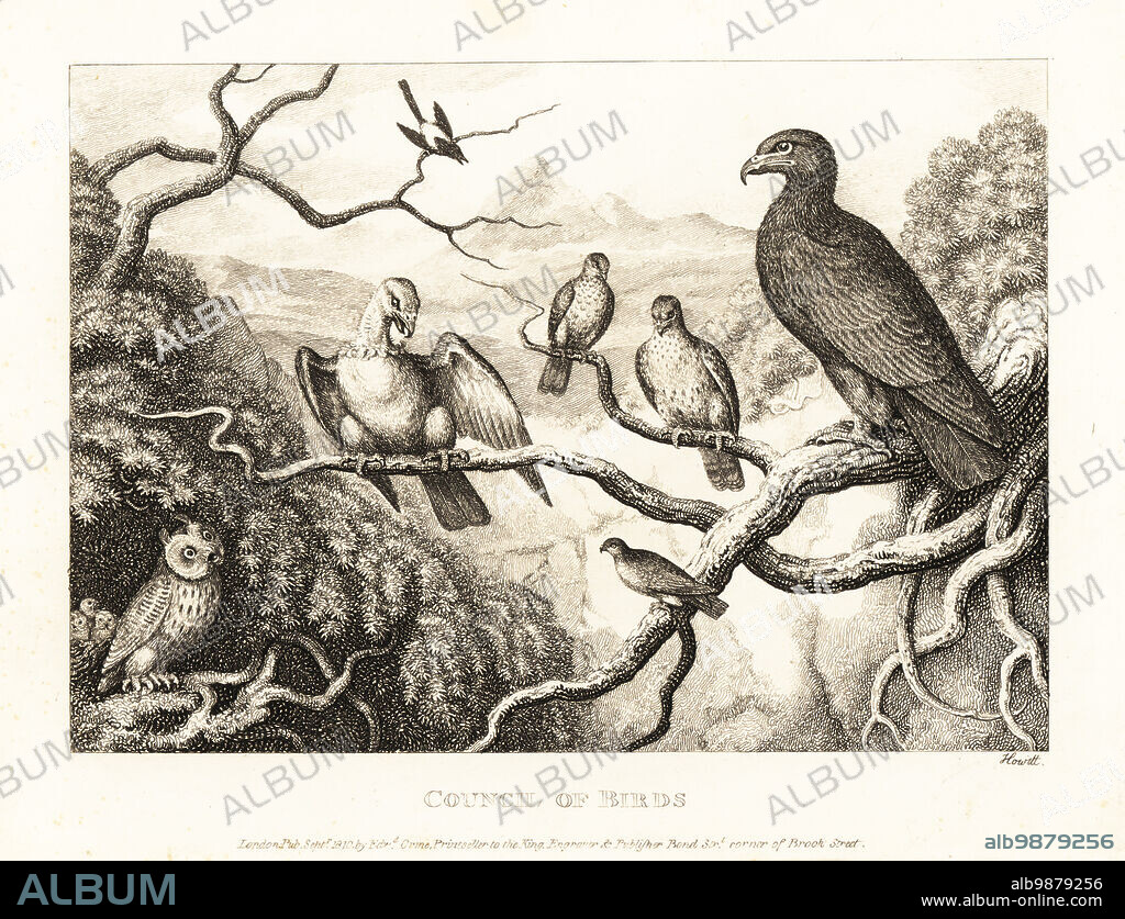 An eagle presides over a court of birds in a tree .A magpie, owl, vulture, and sparrow in attendance. Council of birds. The vulture, the sparrow and other birds. Illustration of a fable by English poet John Gay. Copperplate etching drawn and engraved from life by Samuel Howitt from his own A New Work of Animals, Principally Designed from the Fables of Aesop, Gay and Phaedrus, Edward Orme, London, 1811.