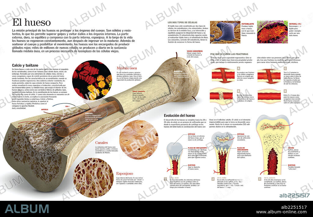 El hueso. Infografía de la composición de los huesos, de su formación, crecimiento y su regeneración tras una fractura.