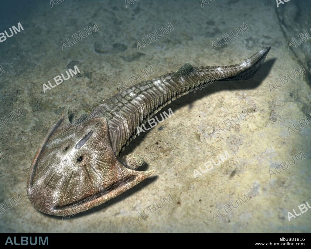 Cephalaspis lyelli jawless fish from the Early Devonian of Scotland,.