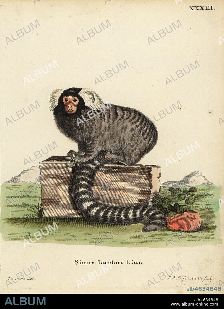 Common marmoset, Callithrix jacchus. Simia iacchus Linn. Handcoloured copperplate engraving by Jakob Andreas Eisenmann after an illustration by Jacques de Seve from Johann Christian Daniel Schreber's Animal Illustrations after Nature, or Schreber's Fantastic Animals, Erlangen, Germany, 1775.