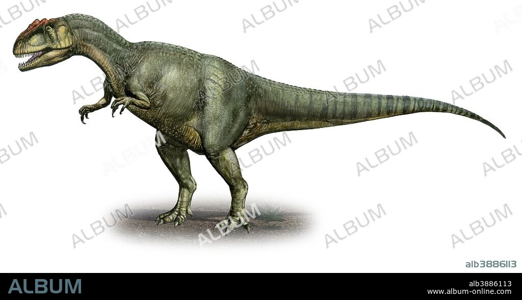 Allosaurus fragilis, a prehistoric era dinosaur from the Late Jurassic period.