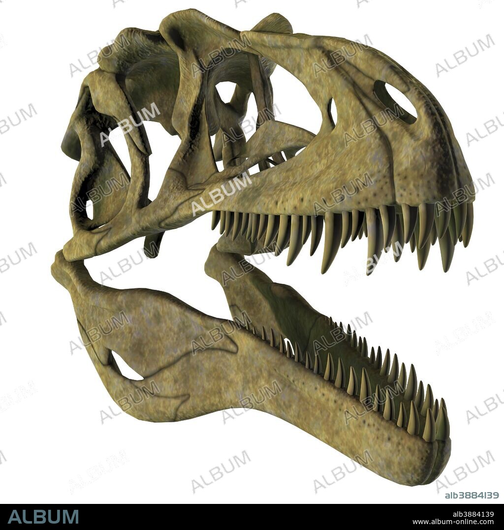 Acrocanthosaurus dinosaur fossil head. Acrocanthosaurus was a carnivorous theropod dinosaur that lived in North America in the Cretaceous Period.