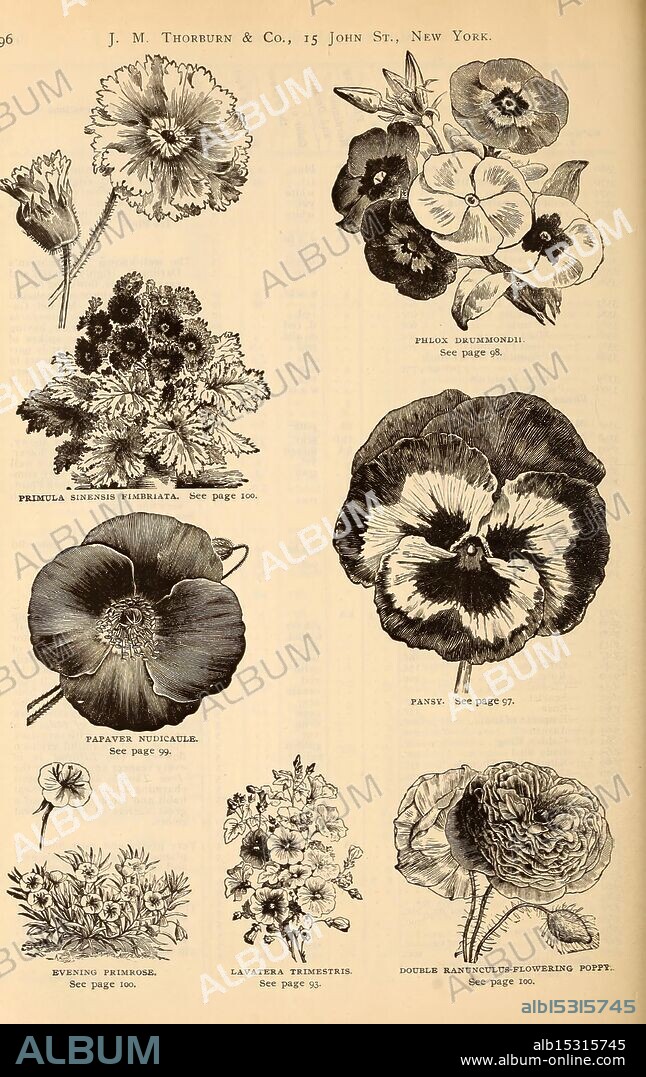 J.M. Thorburn & Co.'s annual descriptive catalogue of flower seeds, New York, J.M. Thorburn & Co, flowers, trees, New York, vegetables, seeds, New York State, shrubs, catalogs, Gramineae, Centaurea cyanus, double columbine, Clarkia pulchella, nursery stock, nursery horticulture, hybrid cosmos, Thorburn J.M. Co, dwarf margaret carnation, Chrysanthemum tricolor Burridgeanum, garden stories, in bloom, A collection of intricately detailed botanical illustrations showcasing a variety of flowers. The top section features vibrant blooms like pansies and primroses, each labeled with their respective names. Below, additional floral designs are presented, including a depiction of the Lavatera and ornamental arrangements, all meticulously rendered to highlight their unique shapes and textures. The layout emphasizes the beauty and diversity of these botanical specimens, serving as a reference for flower enthusiasts and gardeners.