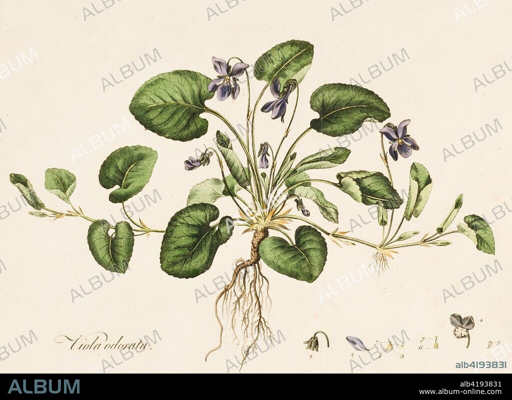 Viola odorata, (Sweet Violet), c1770-1790.  Viola odorata is a charming perennial, bearing tiny, strongly scented flowers over semi-evergreen foliage. As a medicinal plant is used as poultice for treatment of headache, cough, colds, bronchitis, and fever in different Traditional medicines.