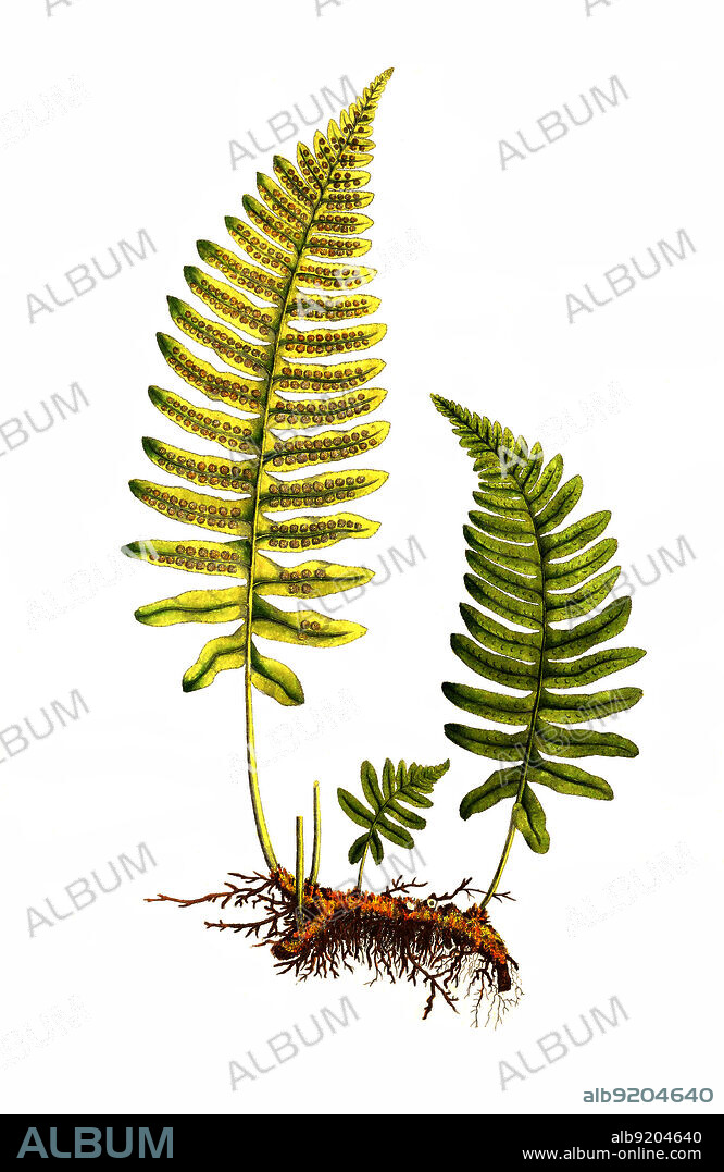 Gewöhnlicher Tüpfelfarn, Polypodium vulgare, kurz Tüpfelfarn, ist eine auch als Engelsüß und Steinfarn bekannte Art der Gattung Tüpfelfarne / Polypodium vulgare, the common polypody, is an evergreen fern of the family Polypodiaceae.