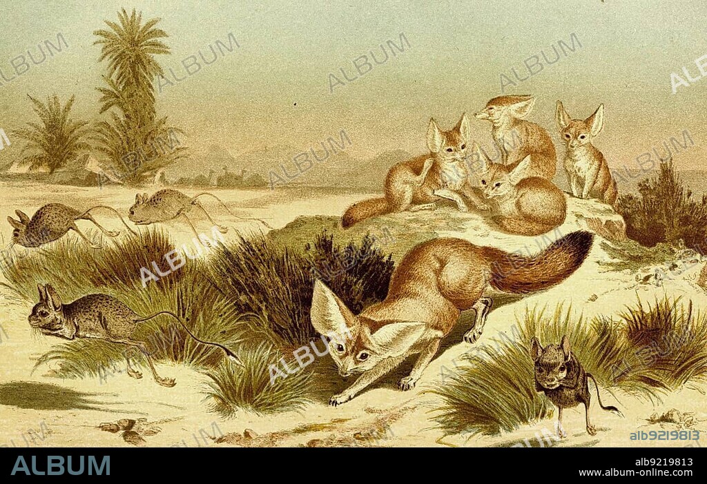 Fennek or fennec fox (Vulpes zerda) is a species of fox from the genus Vulpes, Historic, digitally restored reproduction of a 19th century original, exact original date not known