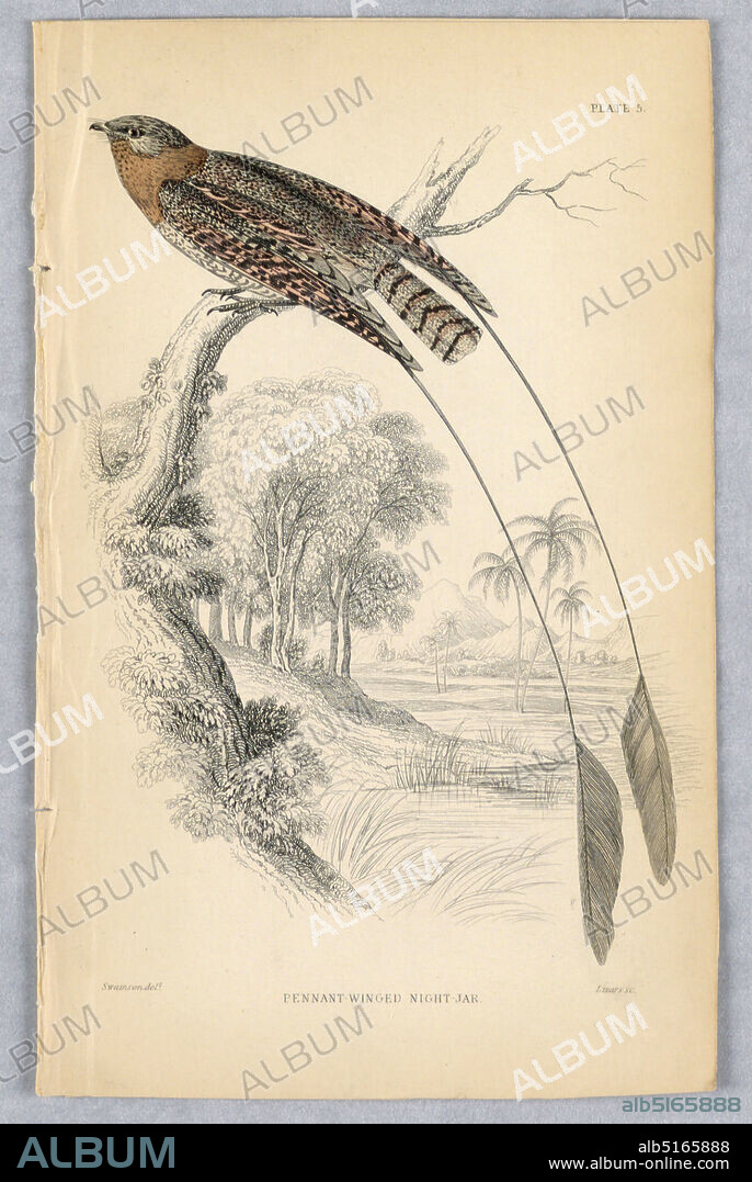 Pennant-Winged Night-Jar, Plate 5 from Birds of Western Africa, William Home Lizars, Scottish, 1788 - 1859, William Swainson, British, 1789 - 1855, Engraving, brush and watercolor on paper, Brown and black speckled bird with two long trailing pendant feathers, one from each wing. Overlooking tropical scene. Title and artists' names below., Edinburgh, Scotland, 1837, Print, Print.