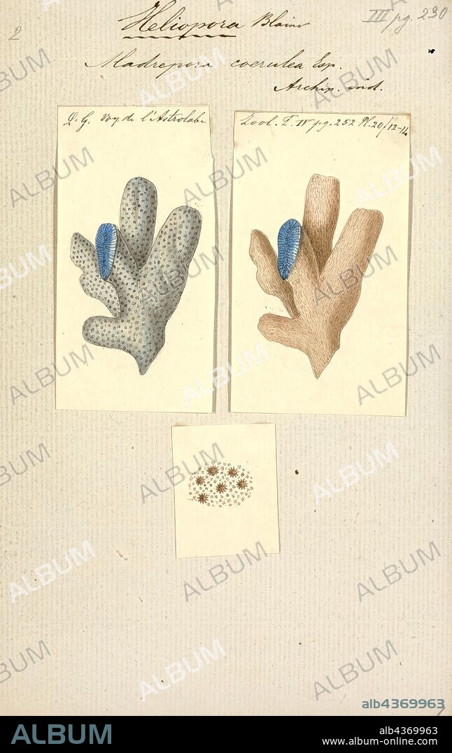 Madrepora coerulea, Print, Madrepora ("mother of pores") is a genus of stony corals, often found forming reefs or islands in tropical locations. The names Madrepore and Madreporaria were formerly applied universally to any stony coral of the family Scleractinia. They reproduce in three separate ways as discovered by the marine zoologist Anne Thynne (1800-1866).