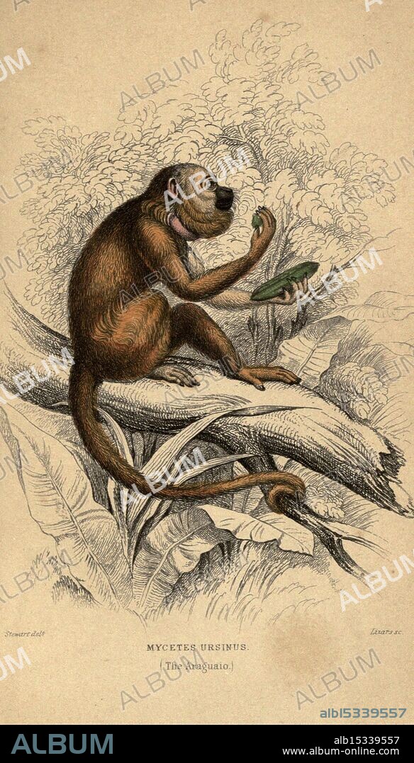 Monkeys Edinburgh W.H. Lizars [etc,1846?], The illustration features a detailed depiction of a monkey, specifically identified as Mycetes ursinus, commonly known as the Araguato. Perched on a branch, the monkey is engaging in the act of holding and inspecting a green object, possibly a fruit or leaf. Its fur is rendered in rich textures, emphasizing the contrast between its darker body and the lighter tones of its limbs and face. The surrounding foliage includes intricately drawn leaves and branches, creating a lush background that enhances the sense of the monkey's natural habitat. The artistic style captures both the personality of the creature and the vibrancy of its environment.