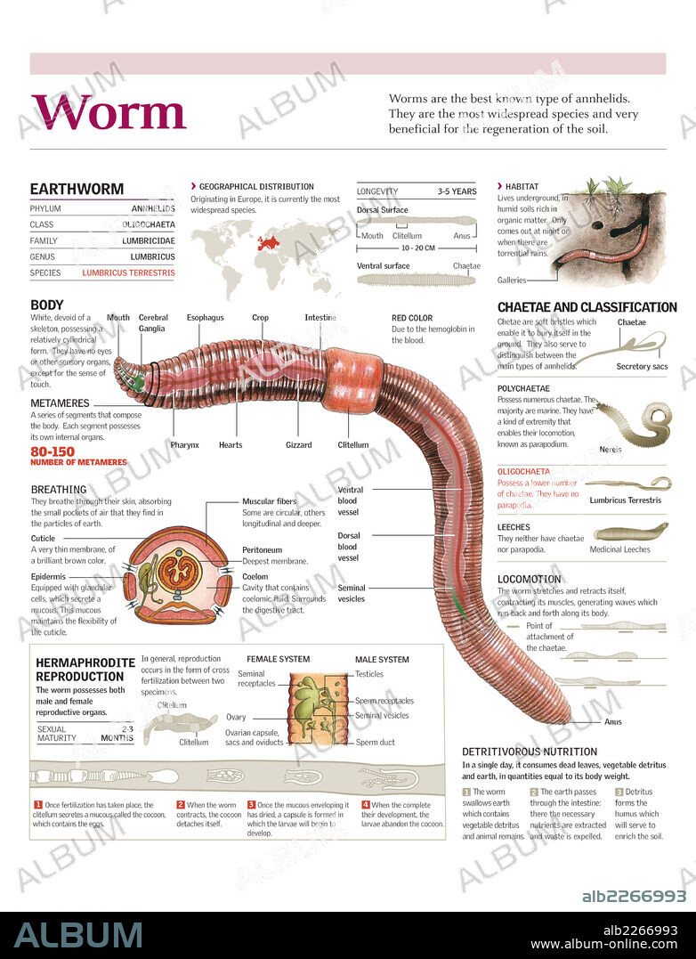 lombriz. Infografía de la anatomía, hábitat y reproducción de la lombriz de tierra y clasificación general de los anélidos.