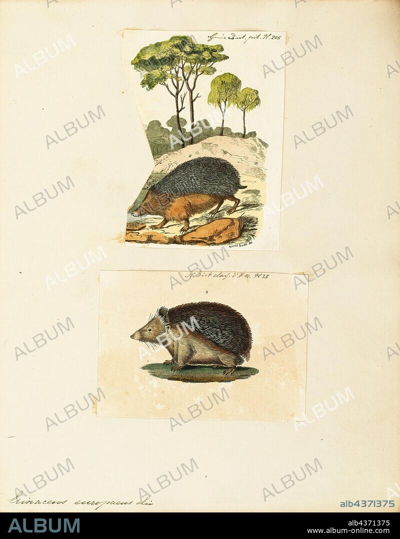 Erinaceus europaeus, Print, The European hedgehog (Erinaceus europaeus), also known as the West European hedgehog or common hedgehog, is a hedgehog species found in Europe, from Iberia and Italy northwards into Scandinavia. It is a generally common and widely distributed species that can survive across a wide range of habitat types. It is a well-known species, and a favorite in European gardens, both for its endearing appearance and its preference for eating a range of garden pests. While populations are currently stable across much of its range, it is thought to be declining severely in Great Britain., 1700-1880.