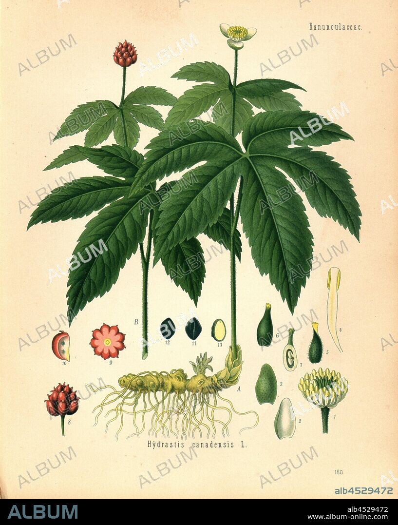 Hydrastis canadensis L., Canadian orange root, Fig. 9, p. 180, 1880, G. Pabst (Hg.): Köhler's Medizinal-Pflanzen in naturgetreuen Abbildungen mit kurz erläuterndem Texte [...]. Bd. 2. Gera: Friedrich von Zezschwitz, [188?-189?].