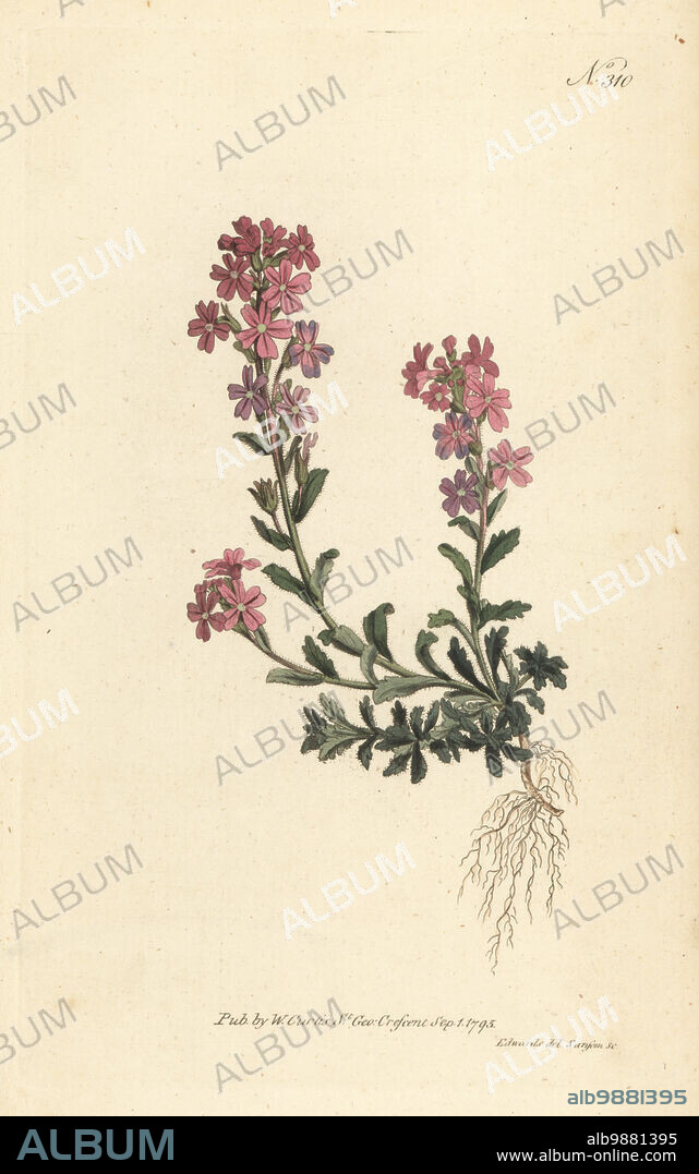 Fairy foxglove or alpine erinus, Erinus alpinus. Native to Central and Southern Europe. Handcoloured copperplate engraving by Sansom after a botanical illustration by Sydenham Edwards from William Curtis's Botanical Magazine, Stephen Couchman, London, 1795.