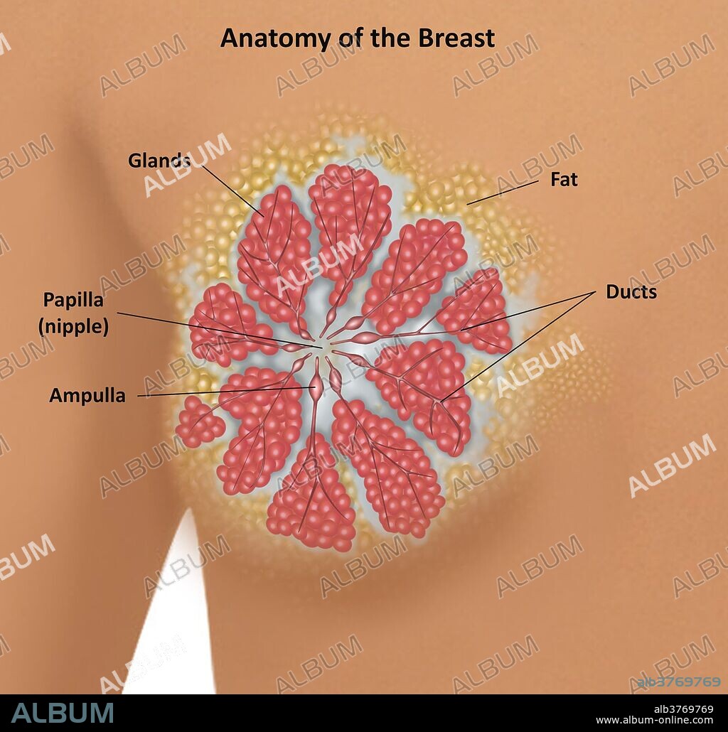 Anatomy of the Breast