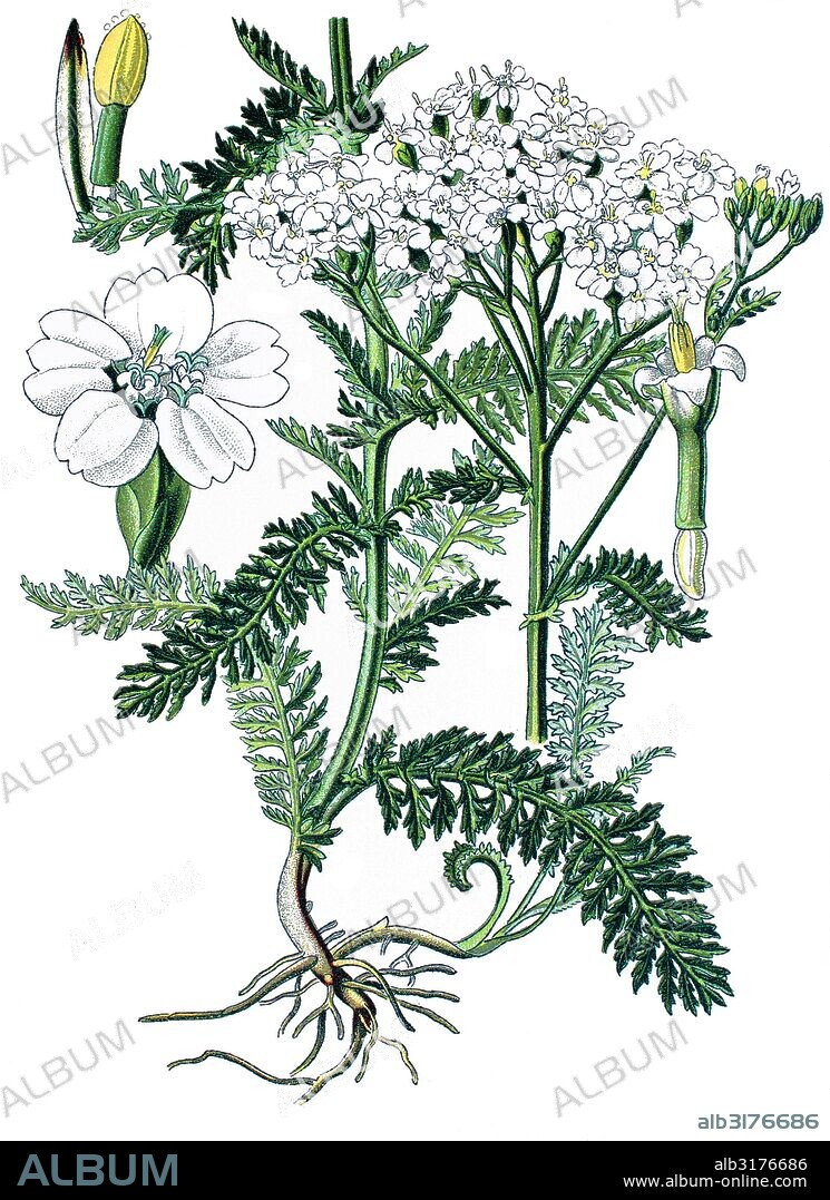 Common yarrow, achillea millefolium.