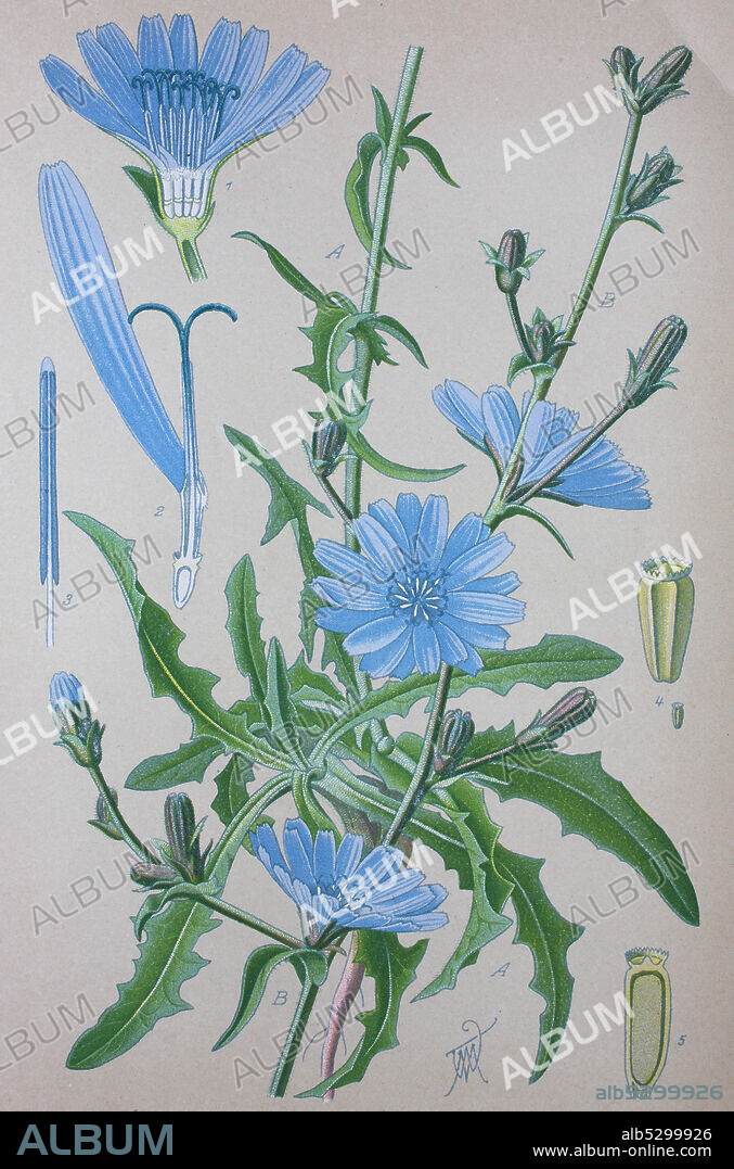 Common chicory, Cichorium intybus, plant of the dandelion family Asteraceae  /  Gemeine, Gewöhnliche Wegwarte, Cichorium intybus, auch Zichorie, Pflanzenart aus der Familie der Korbblütler, Digital improved reproduction of an original print from the 19th century / digitale Reproduktion von einer Originalvorlage aus dem 19. Jahrhundert.