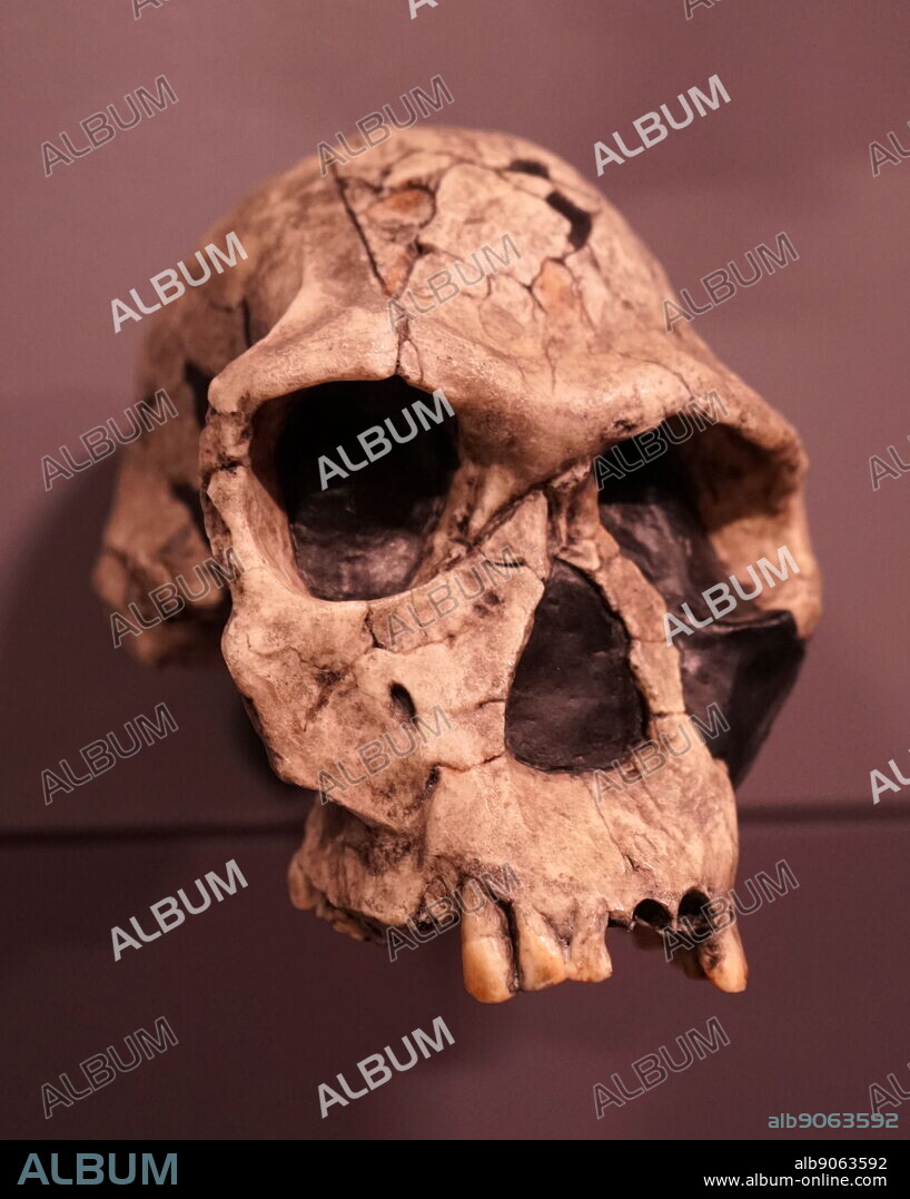 Skull of a homo habilis a proposed archaic species of Homo.