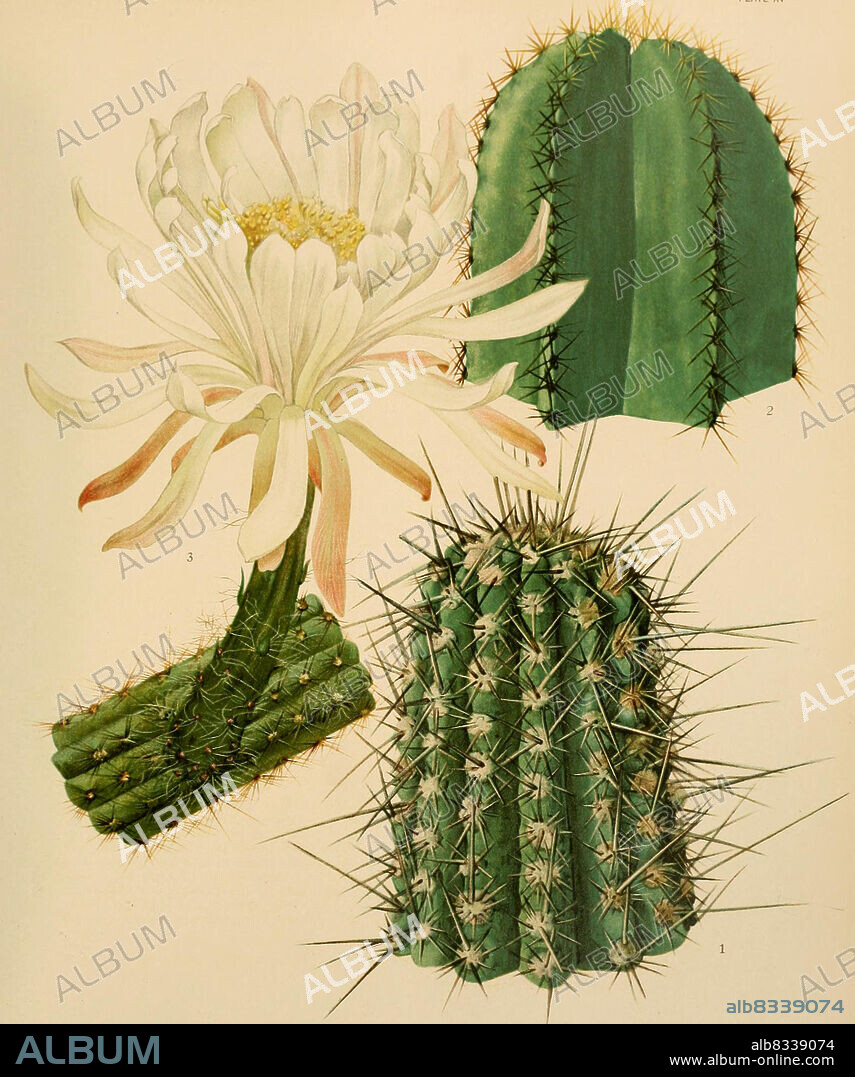1. Eulychnia iquiquensis, 2. Lemaireocereus dumortieri, 3. Nyctocereus serpentinus, Kaktus, Kakteen, aus The Cactaceae, descriptions and illustrations, N.L. Britton and J.N. Rose, 1919-1923, Historisch, historical, digital improved reproduction of an original from the 19th century / digital restaurierte Reproduktion einer Originalvorlage aus dem 20. Jahrhundert, genaues Originaldatum nicht bekannt.