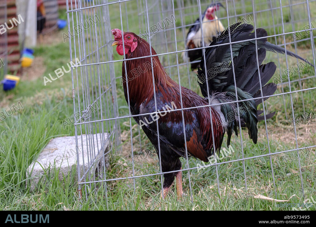 criadero de gallos de pelea, Hacienda San Antonio, Acul, departamento del Quiché, Triángulo Ixil, Guatemala, America Central.