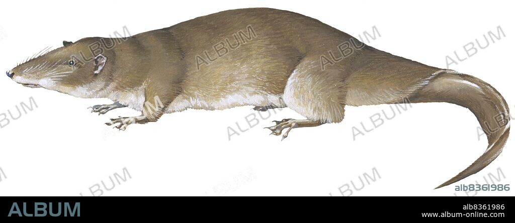 Giant otter shrew.