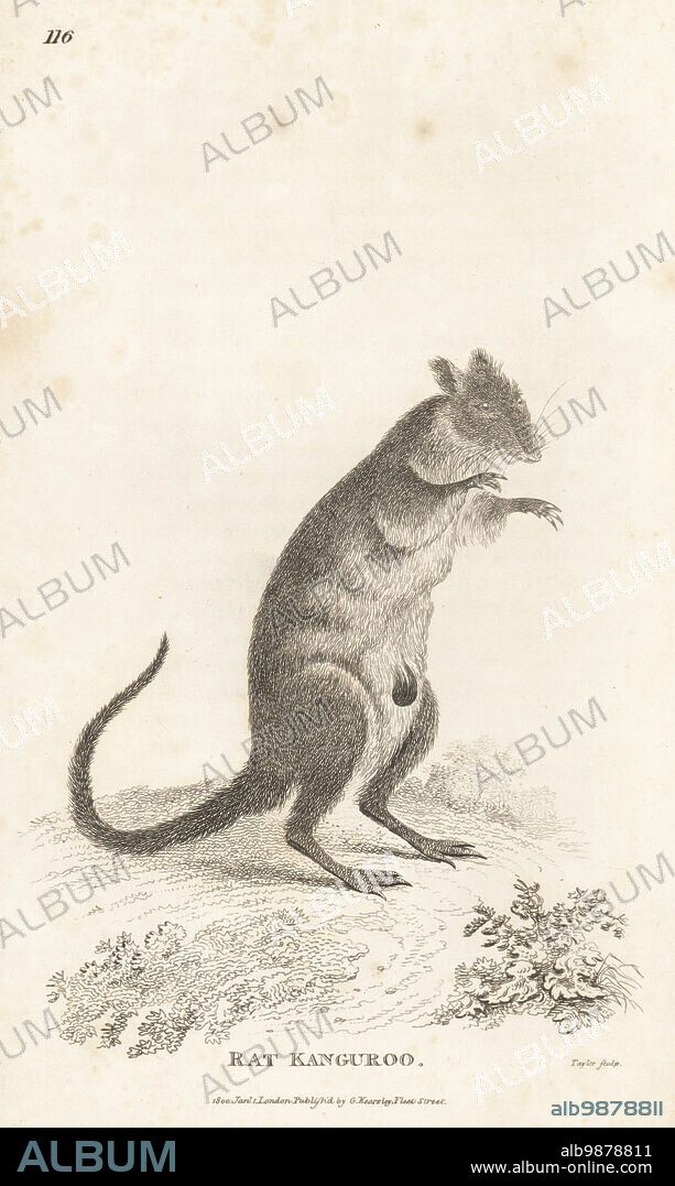 Long-nosed potoroo, Potorous tridactylus. Rat kanguroo or poto roo, Macropus minor. From an illustration by Sarah Stone (Mrs Sarah Smith) in John White's Journal of a Voyage to New South Wales. Copperplate engraving by Taylor from George Shaws General Zoology: Mammalia, G. Kearsley, Fleet Street, London, 1800.