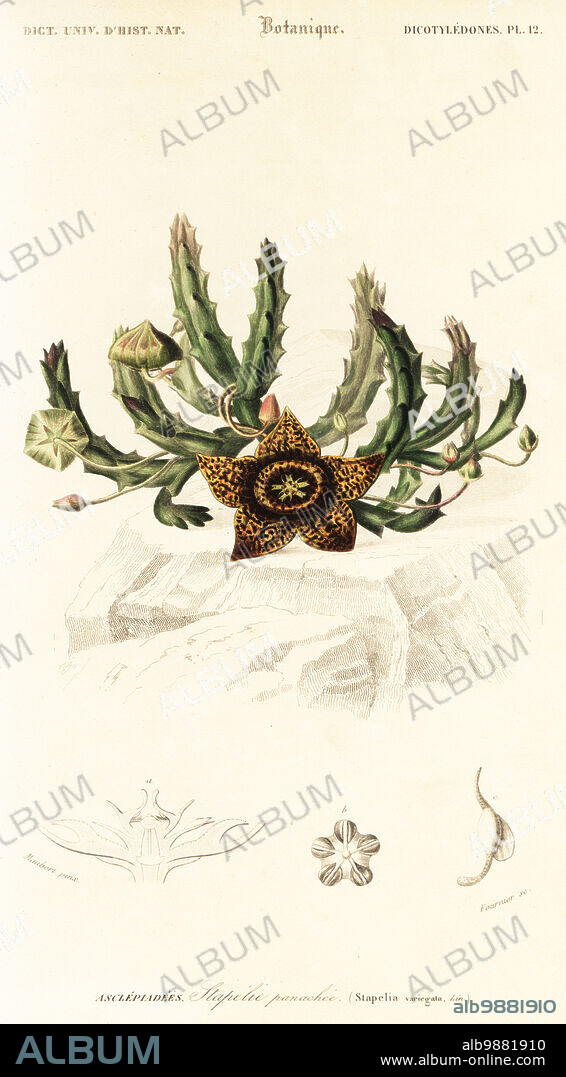 Star flower, Orbea variegata. Western Cape, South Africa. Stapelia variegata. Stapelia panachee. Handcoloured steel engraving by Felicie Fournier after an illustration by Louis Joseph Edouard Maubert from Charles d'Orbigny's Dictionnaire Universel d'Histoire Naturelle (Universal Dictionary of Natural History), Paris, 1849.