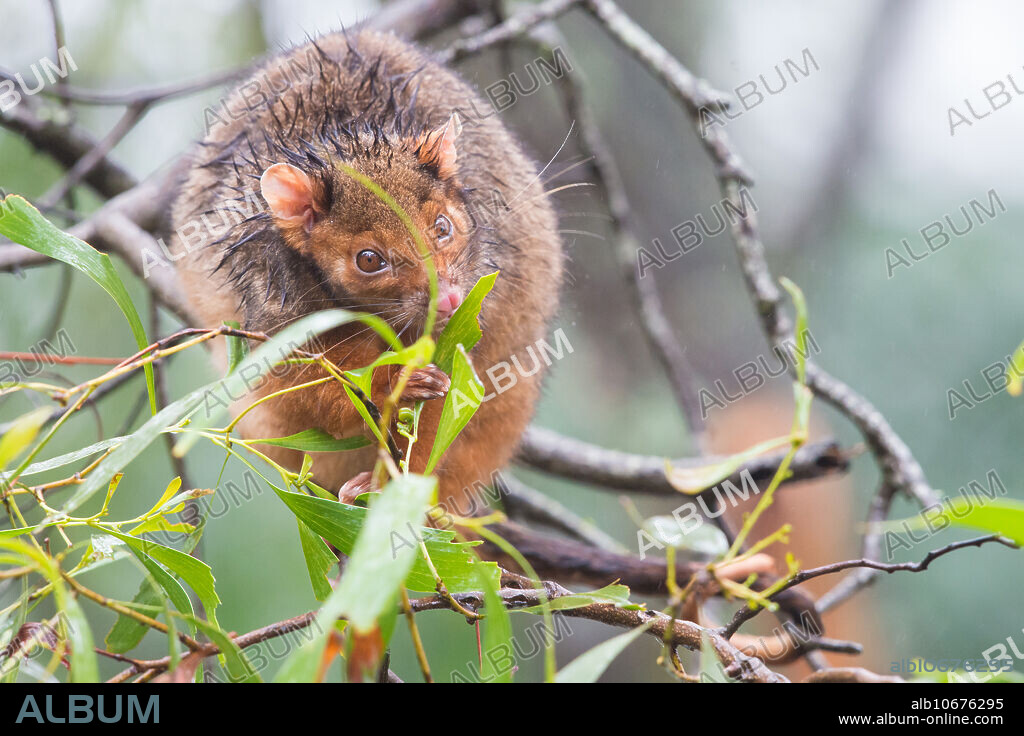 Common Ringtail Possum, Pseudocheirus peregrinus, feeding in an Acacia tree in daylight, Toowoomba, Queensland, Australia.