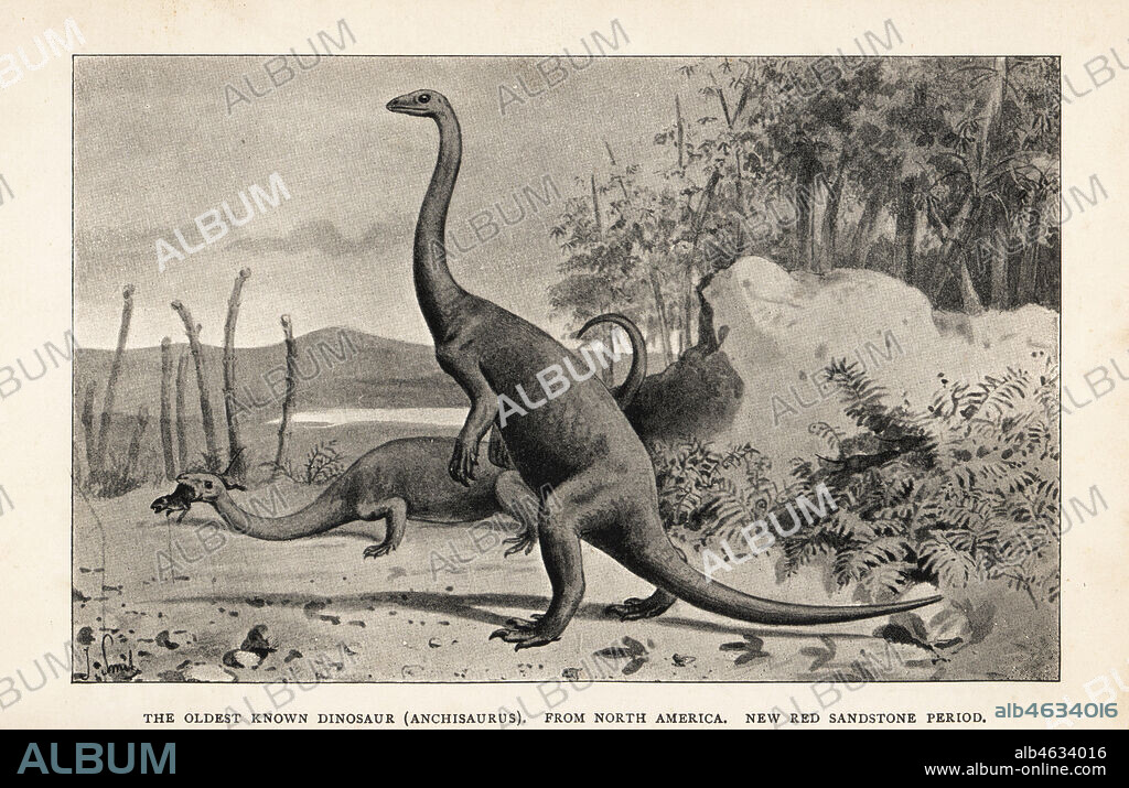 The oldest known dinosaur, Anchisaurus, from North America, New Red Sandstone Period. Print after an illustration by Joseph Smit from Henry Neville Hutchinsons Creatures of Other Days, Popular Studies in Palaeontology, Chapman and Hall, London, 1896.