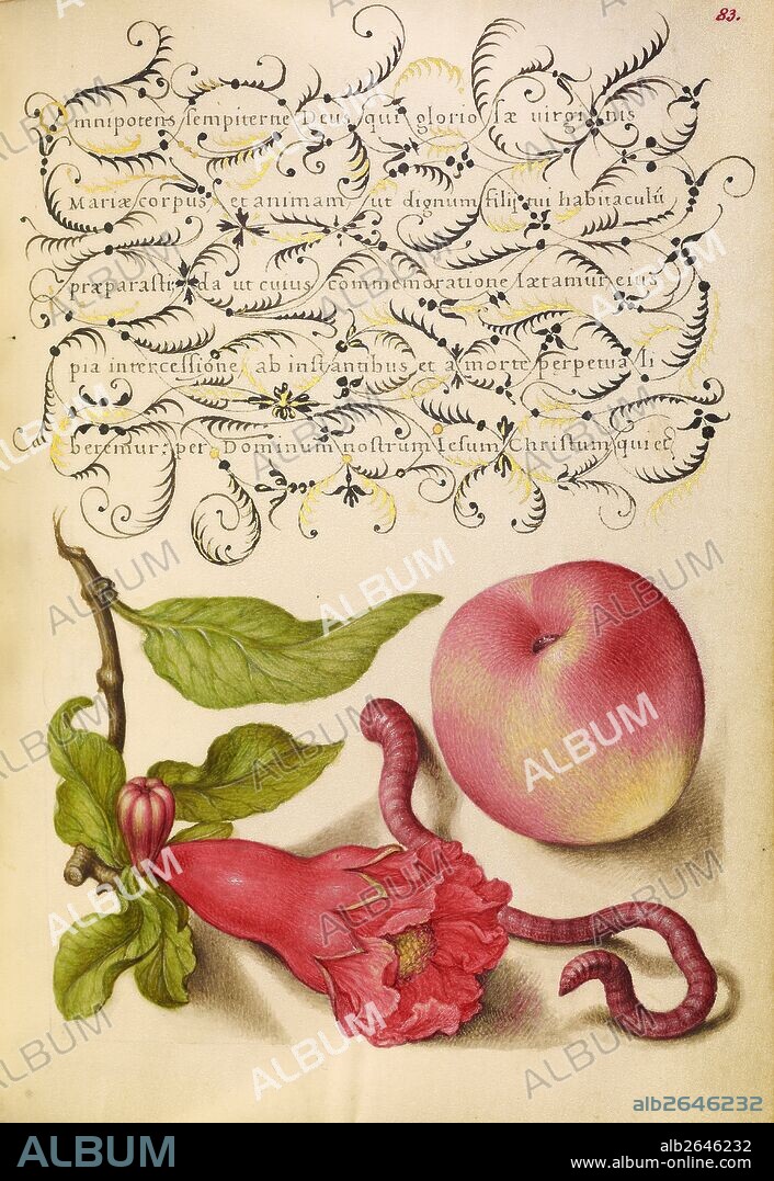 Pomegranate, Worm, and Peach; Joris Hoefnagel, Flemish / Hungarian, 1542 - 1600, and Georg Bocskay, Hungarian, died 1575; Vienna, Austria, Europe; 1561 - 1562; illumination added 1591 - 1596; Watercolors, gold and silver paint, and ink on parchment; Leaf: 16.6 x 12.4 cm (6 9/16 x 4 7/8 in.).