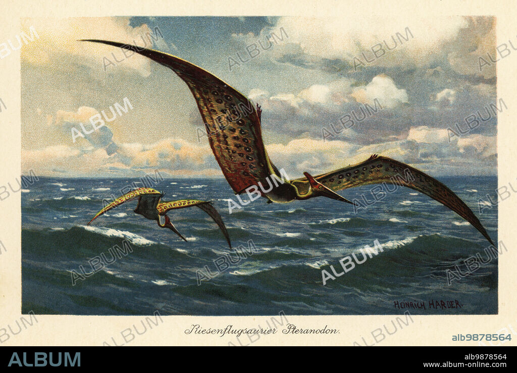 Pteranodon longiceps flying over the sea. Pteranodon (from the Greek for wing and toothless. Large flying pterosaurs from the Late Cretaceous with a wingspan of seven meters. Riesenflugsaurier Pteranodon. Colour printed illustration by Heinrich Harder from Wilhelm Bolsches Tiere der Urwelt (Animals of the Prehistoric World), Reichardt Cocoa company, Hamburg, 1908. Heinrich Harder (1858-1935) was a German landscape artist and book illustrator.
