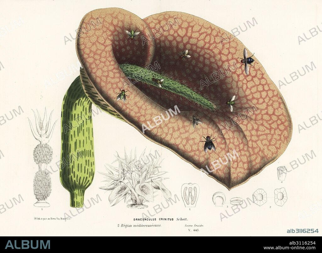 Dead horse arum lily, Helicodiceros muscivorus (Dracunculus crinitus) with blow flies. Handcoloured lithograph from Louis van Houtte and Charles Lemaire's Flowers of the Gardens and Hothouses of Europe, Flore des Serres et des Jardins de l'Europe, Ghent, Belgium, 1870.