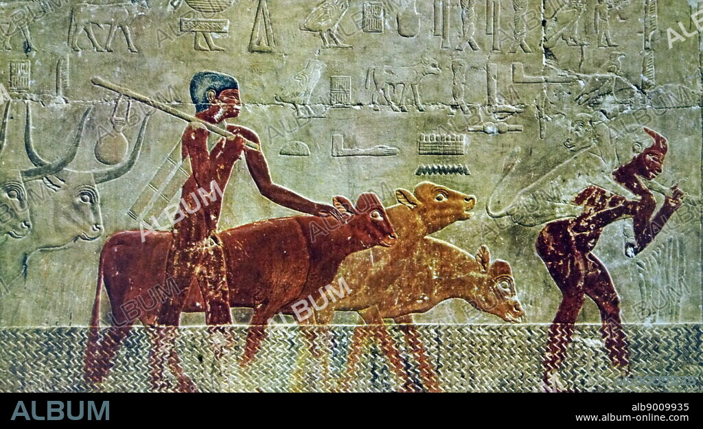 Egyptian tomb painting showing men taking food as offerings to the Gods. From the Tomb of Ti at Saqqara. well-preserved Mastaba of Ti is located at the northern edge of the Saqqara necropolis, about 300m north of the Philosophers Circle. Ti held the titles of Overseer of the Pyramids of Niuserre, and Overseer of the Sun-Temples of Sahure. Old Kingdom circa 2690 to 2190.