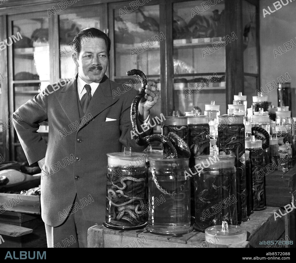 ARKIV 1937. Sten Bergman (1895-1975), forskningsresande och zoolog. Gjorde omfattande forskningsresor till alla kontinenter utom Australien. Hans expeditoner gick bla till Kamtjatka, Kurilerna och Nya Guinea. Far till Astrid Bergman Sucksdoff.. På bilden tillsammans med ormar som han hämtat hem på sina resor och skänkt till Riksmuseum.. Sten Bergman, swedish explorer and zoologist.. Foto: TT Historical/1900. Scanpix Sweden.