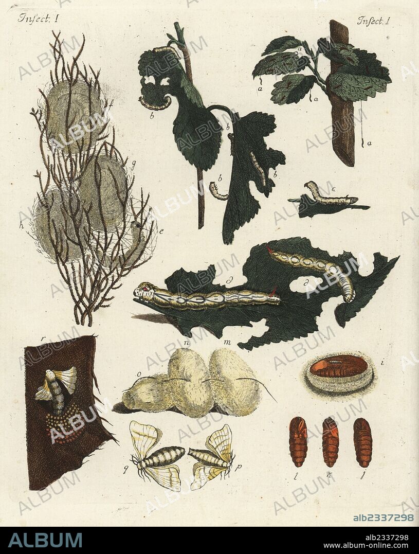 Metamorphosis of a silkworm, from young caterpillar, shedding skin, spinning silk cocoon, chrysalis stage, and emergence as moth. Handcoloured copperplate engraving from Bertuch's "Bilderbuch fur Kinder" (Picture Book for Children), Weimar, 1792. Friedrich Johann Bertuch (1747-1822) was a German publisher and man of arts most famous for his 12-volume encyclopedia for children illustrated with 1,200 engraved plates on natural history, science, costume, mythology, etc., published from 1790-1830.