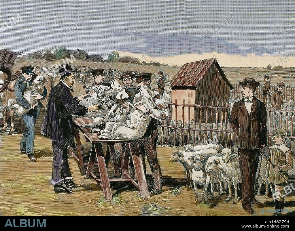 PASTEUR, Louis (1822-1895) French chemist and bacteriologist. Vaccination of sheep against anthrax. Agerville (France), 1884. Engraving.