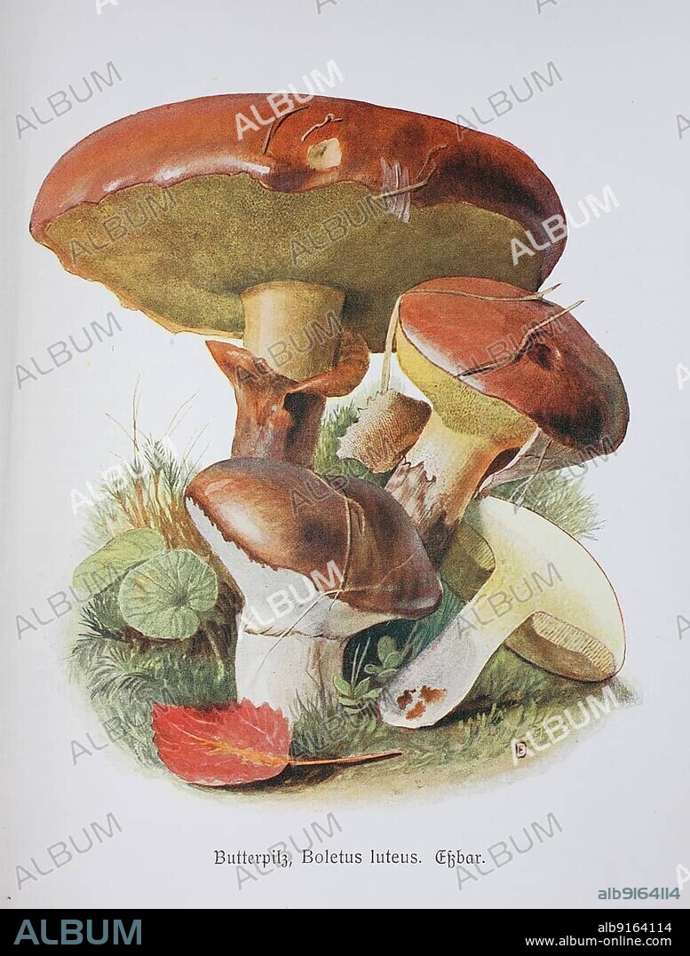 Mushroom, slippery jack (Suillus luteus), Boletus luteus o. Historical, digitally restored reproduction of an illustration by Emil Doerstling (1859-1940).